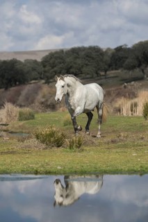 Andalusian horse
