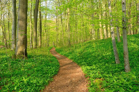 Hiking trail through semi-natural beech forest in spring
