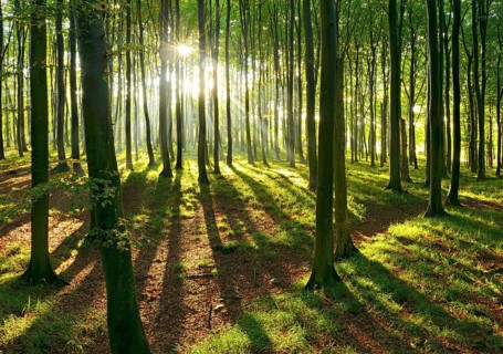 Sunny natural beech forest