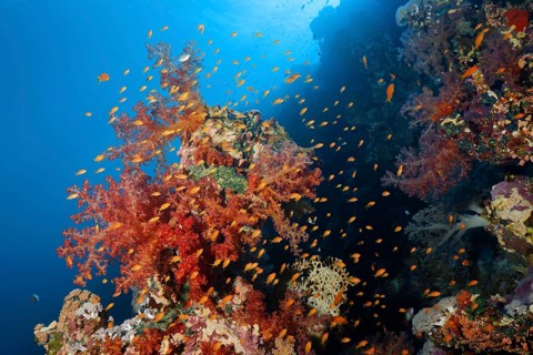 Klunzinger's Soft Corals