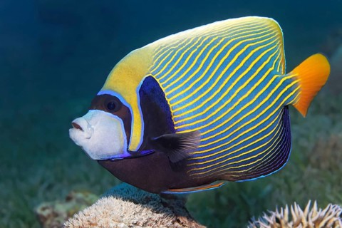 Emperor angelfish
