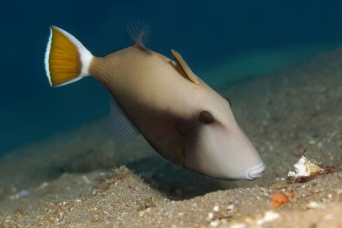 Bluethroat Triggerfish