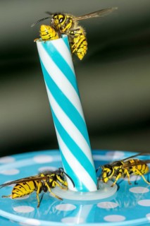 German wasps