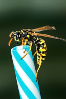 German wasp