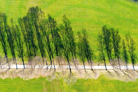 Shadow of avenue in a meadow