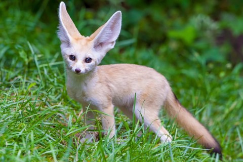 Fennec fox