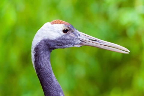 Red-crowned crane