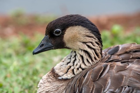 Hawaiian Goose