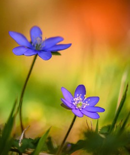Blue Liverwort