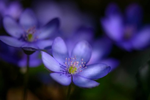 Blue Liverwort