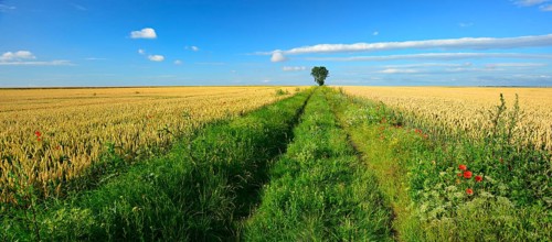 Field path through cultural landscape in summer