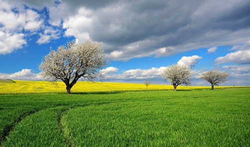 Cultural landscape in spring