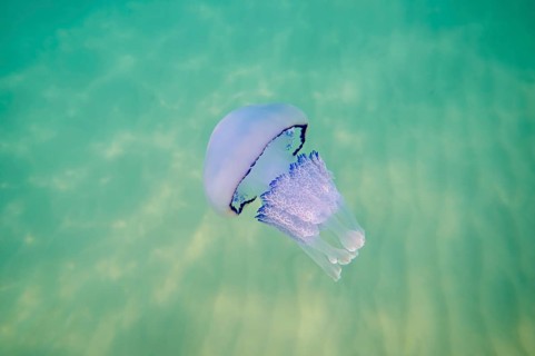 Dustbin-lid jellyfish