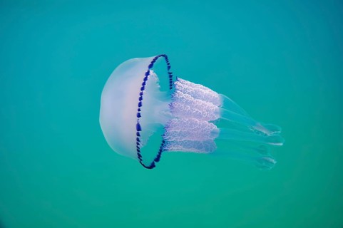 Dustbin-lid jellyfish