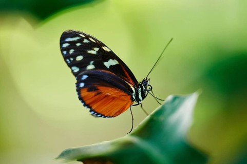 Ismenius tiger or tiger heliconian