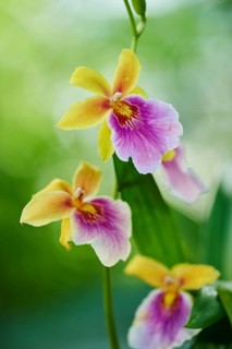 Tropical orchid