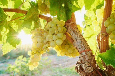 Ripe green grapes on a vine