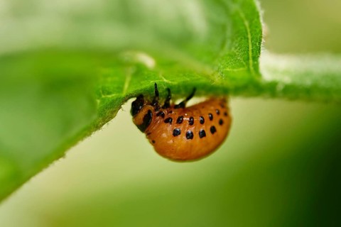 Colorado potato beetle