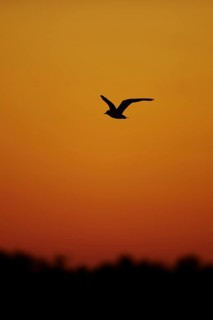 Black-headed gull
