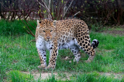 Amur leopard