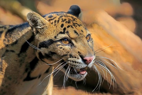 Clouded leopard
