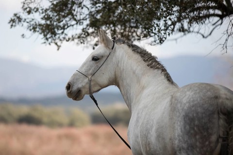 Andalusian horse