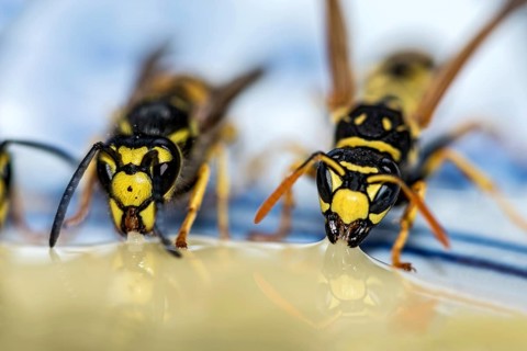 German wasps
