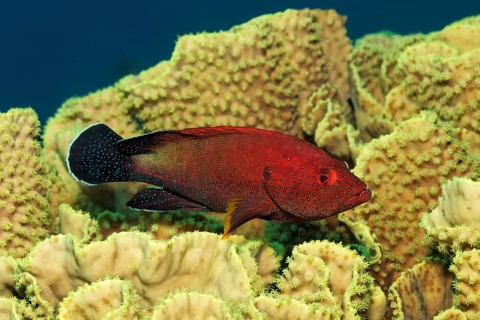 Yellowfin hind