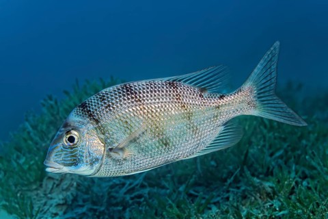 Sea bream