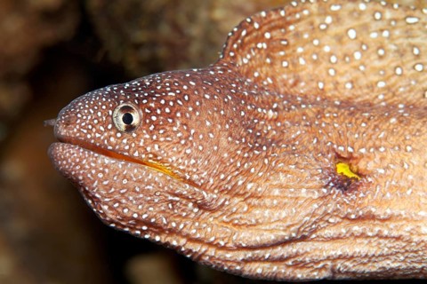 Starry moray