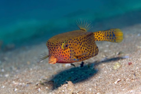 Yellow boxfish
