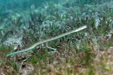 Onespot Wormfish