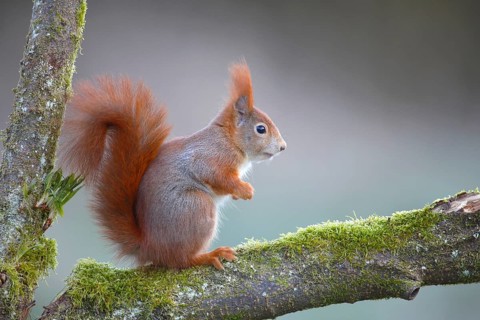 Eurasian red squirrel