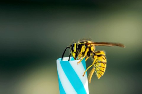 German wasps