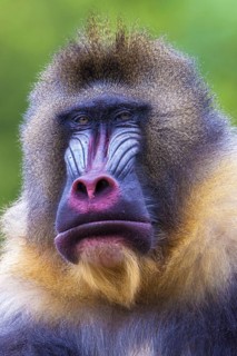 Mandrill