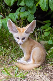 Fennec fox