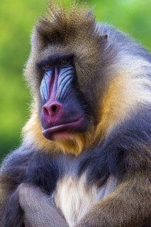 Mandrill