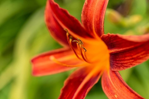 Fire lily