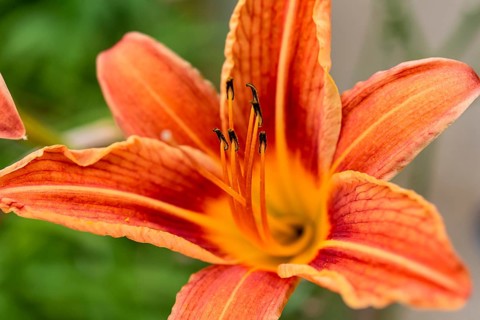 Fire lily