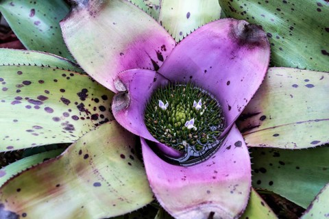 Bromelia