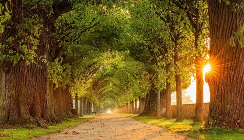 Sun shines through tunnel-like linden avenue