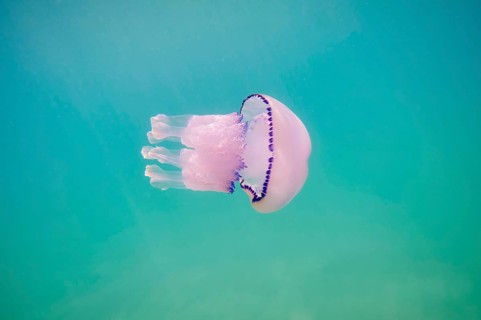 Jellyfish