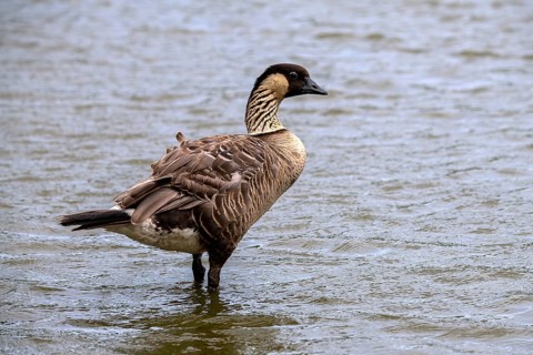 Hawaiian Goose