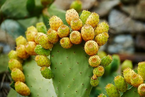 Prickly pear