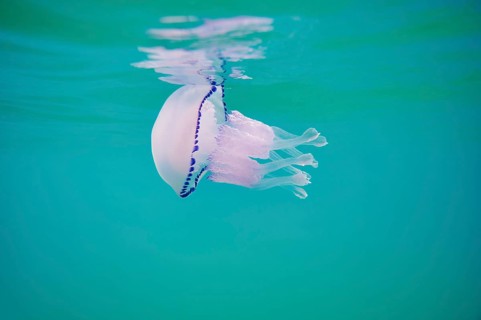 Jellyfish