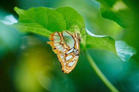 Malachite butterfly