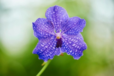 Vanda Robert's Delight orchid