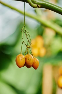 Tree tomato