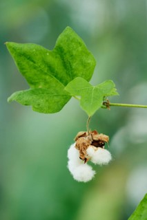 Levant cotton