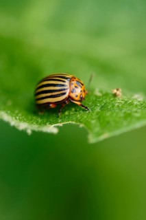 Colorado potato beetle
